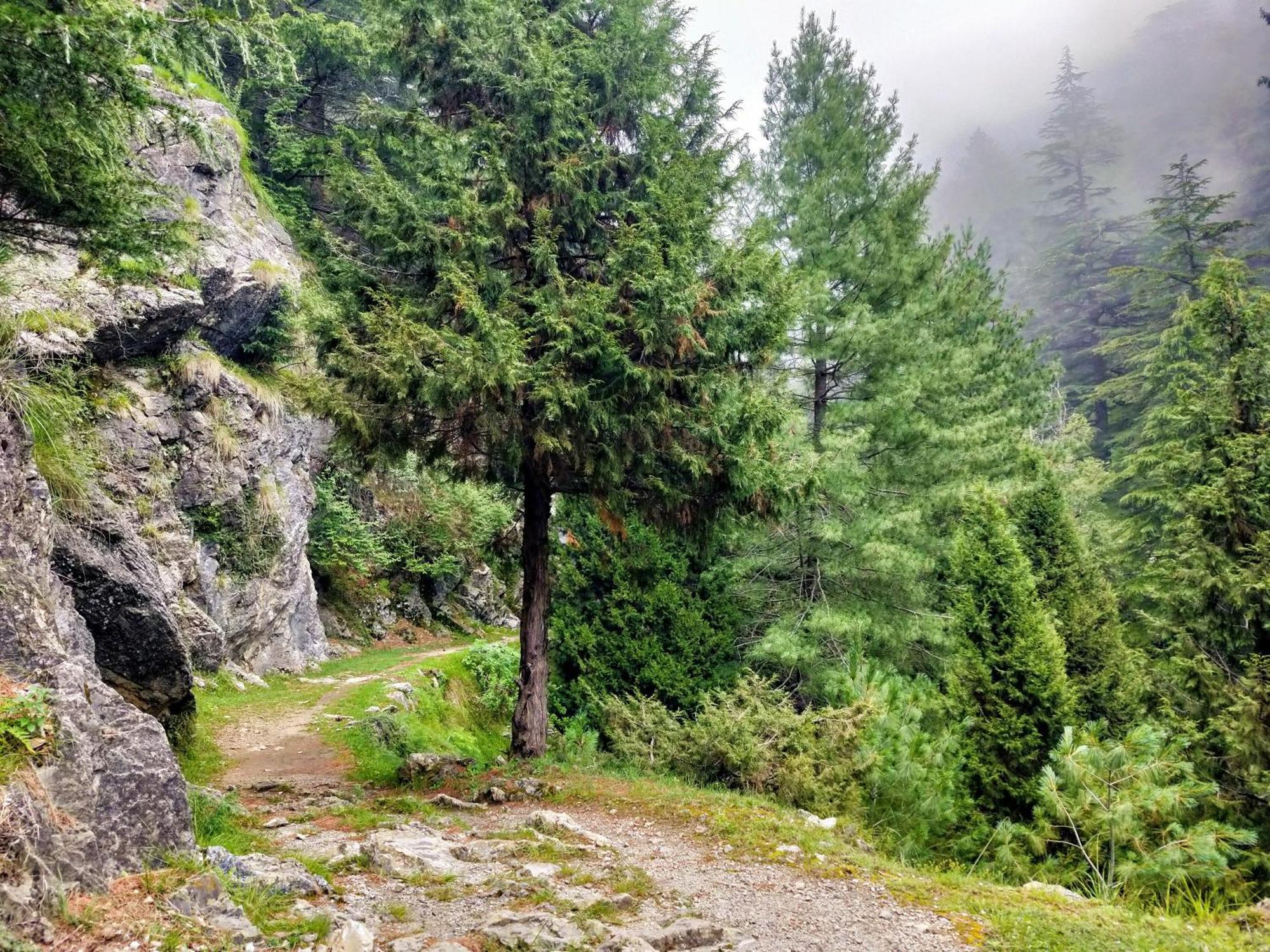 Neha Homestay Simlá Kültér fotó